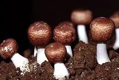 Agaric Brazilian Mushroom - Use For Weight Loss, Properties