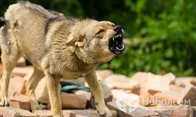 Penyakit musim panas yang berbahaya: rabies