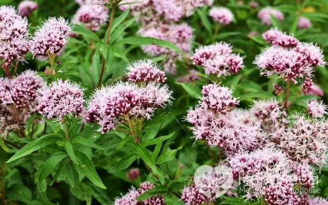 Valeriana