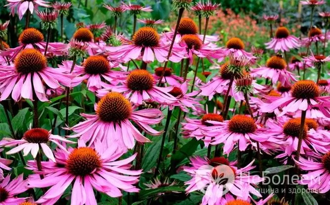 Equinácea (rudbeckia)