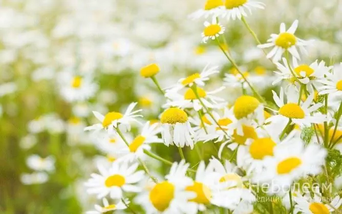 camomile farmaseutikal