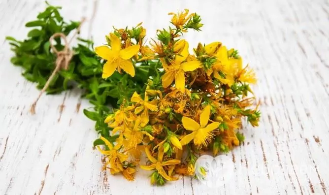 St. John's wort