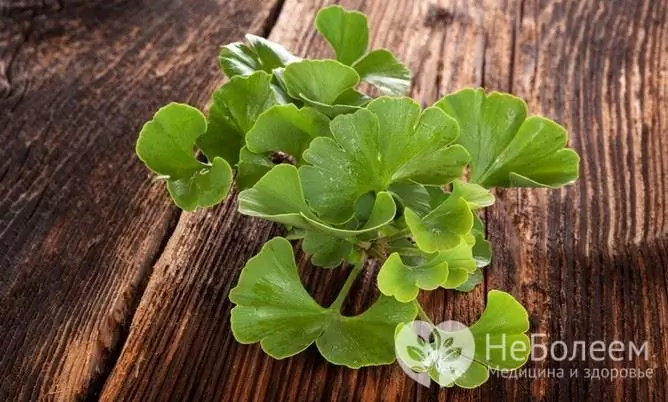 Ginkgo Biloba