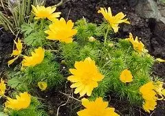 Spring Adonis - Properties, Indications For Use, Reviews