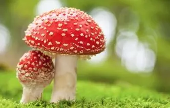 15 Mushrooms Used In Medicine