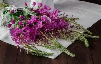 Healing Plant: 12 Healing Properties Of Fireweed