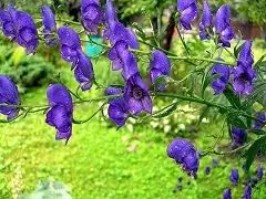 Aconite - Behandling, Anvendelse, Kontraindikationer