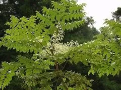 Aralia Manchurian - Användbara Egenskaper, Applikation