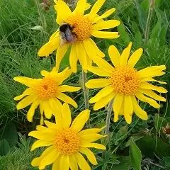 Arnica - Geneeskrachtige Eigenschappen, Toepassing, Volksrecepten