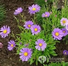 Alpine aster