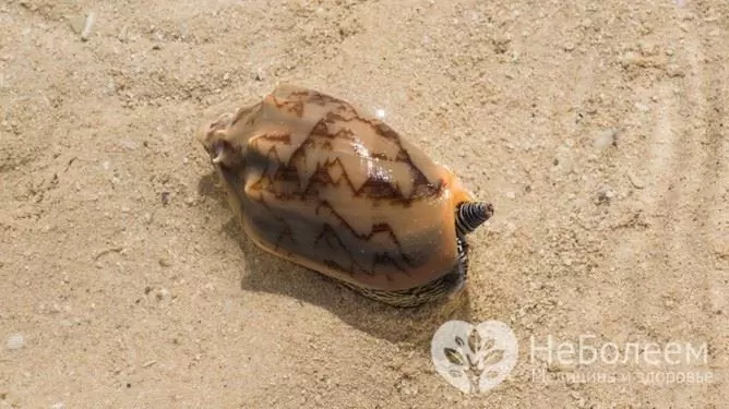 Toxine d'escargot de cône