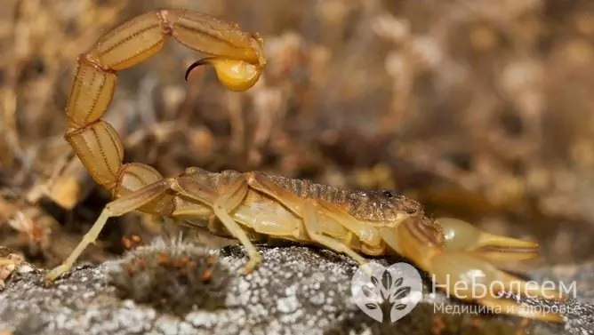 Yellow scorpion venom