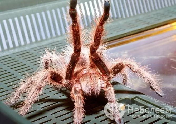 Chilský růžový toxin tarantule