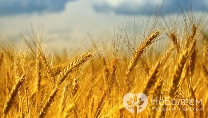 Alcaloïde de l'ergot