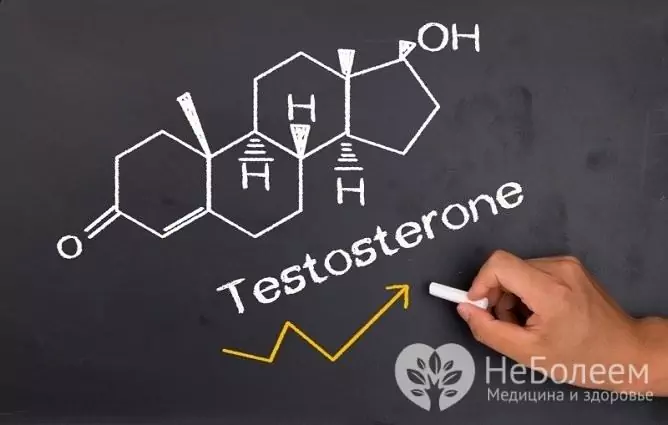 Testosteron se sintetizira v modih pod vplivom hipofiznih hormonov