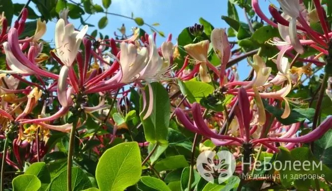 Honeysuckle