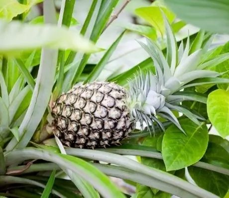 Ananas - Anmeldelser, Applikasjon, Kontraindikasjoner, Nyttige Egenskaper