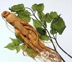 Ginseng og dens rod