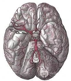 Circle of Willis - arterial circle of the brain