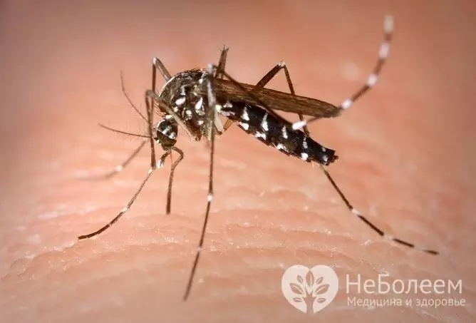 Carriers of the Zika virus - tropical mosquitoes of the genus Aedes