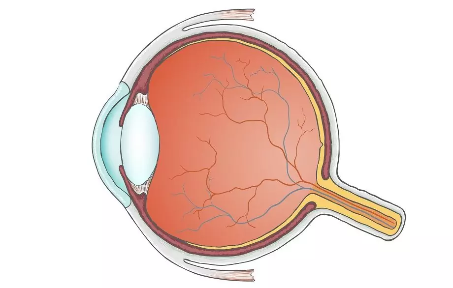 Yeux - Fonctions, Maladies, Traitement, Examen Et Correction De La Vue