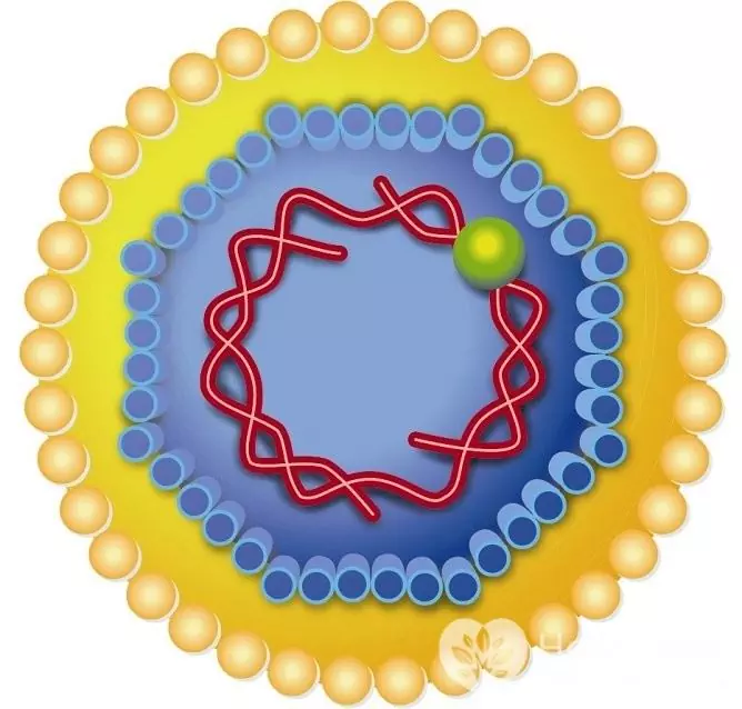 Virus hepatitidy B je vysoce odolný proti chemickému a fyzickému napadení