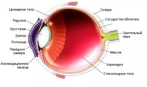 Ophthalmology