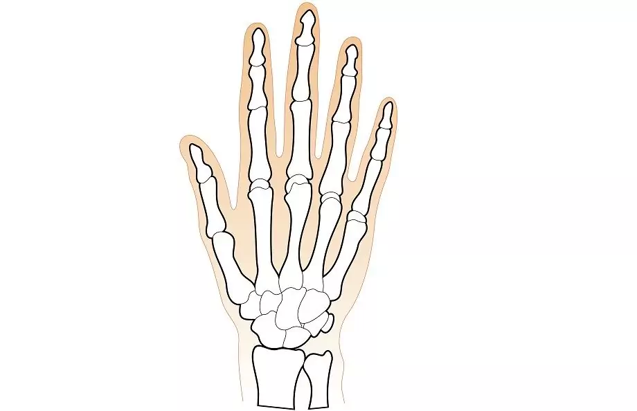 Os Du Poignet - Fracture, Structure, Dommages