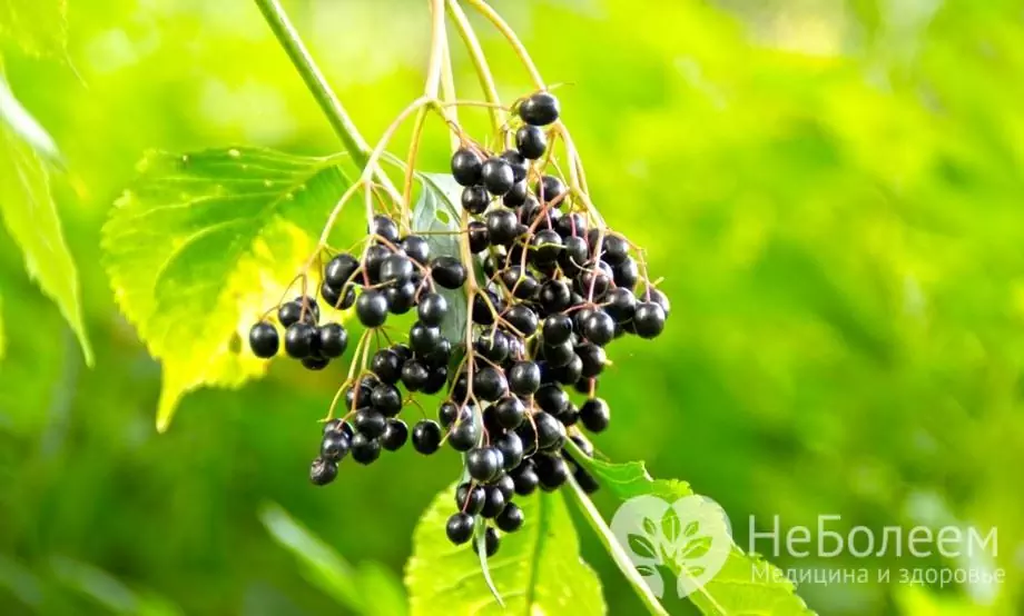 How does elderberry poisoning occur?