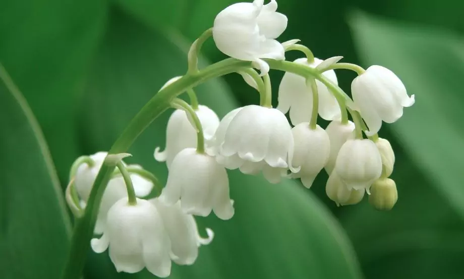 Lily Of The Valley-forgiftning - Symptomer, Førstehjelp, Behandling, Konsekvenser