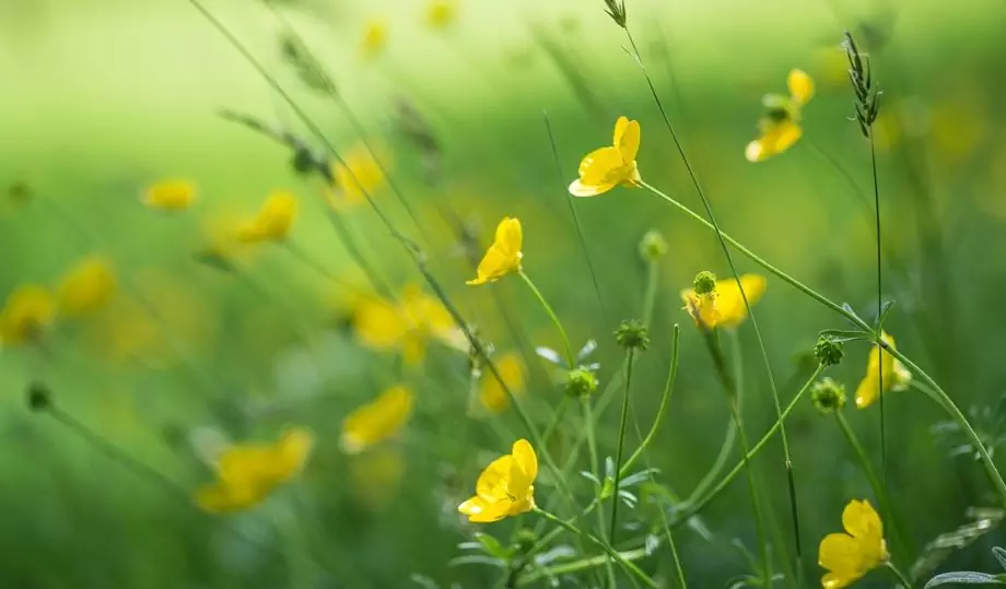 Buttercup-förgiftning - Symptom, Första Hjälpen, Behandling, Konsekvenser