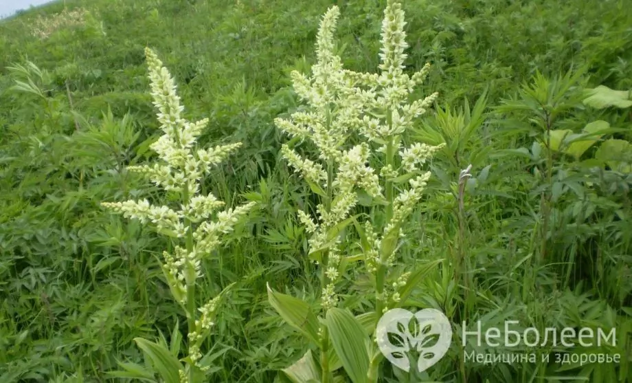 Bagaimana keracunan hellebore terjadi?