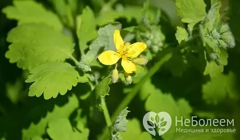 Hvordan forekommer celandine-fotning?