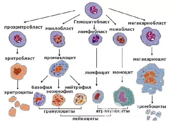 Lymfocytter tegner sig for 24-40% af alle leukocytter. Hvis disse indikatorer overskrides, diagnosticeres lymfocytose