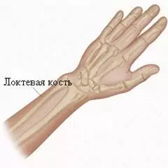 Lidská ulna