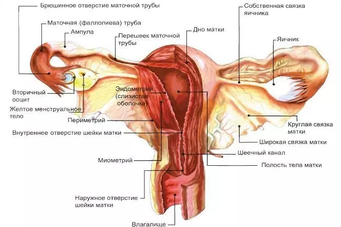 Funkcionalna Cista Na Jajčnikih: Simptomi, Zdravljenje, Vzroki Pri ženskah