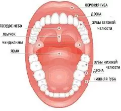 Cavidade Oral - Higiene, Doenças, Tratamento