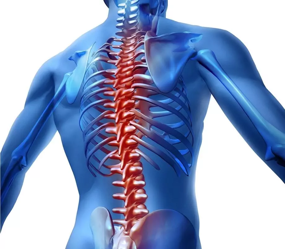 Spine - Structure, Departments, Ligaments, Joints, Hernia, Fracture