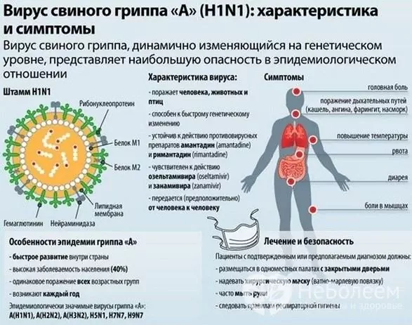 Kiaulių gripo ypatybės ir simptomai