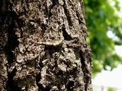 Oak Bark - Decoction, Properties, Application, Indications, Contraindications