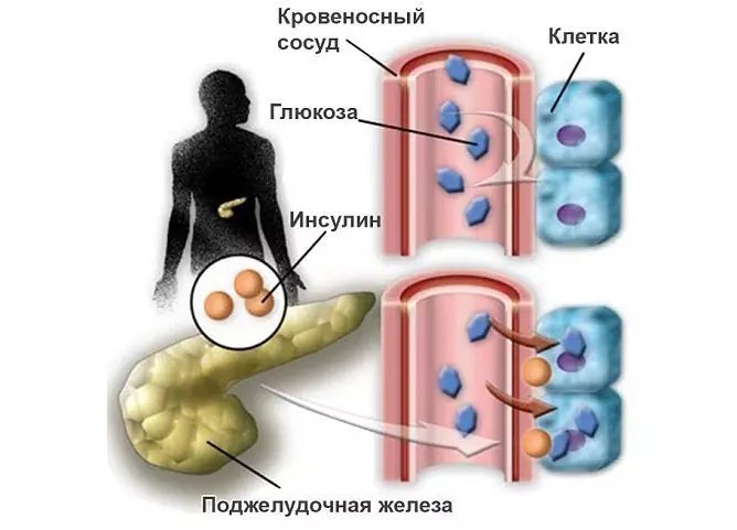 Blood Glucose: Norm, Analysis For Tolerance During Pregnancy