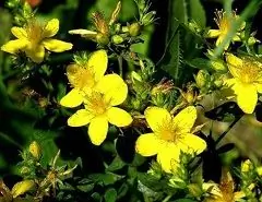 St. John's Wort Herb - Useful Properties, The Use Of Tincture