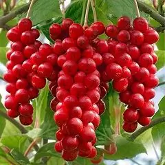 Schisandra Chinensis - Proprietà Utili, Uso Della Tintura