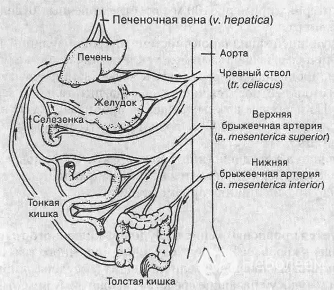 Un attacco di cuore si verifica quando il flusso sanguigno è disturbato in uno dei vasi che alimentano l'intestino