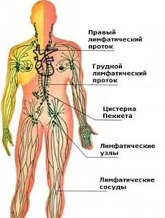 Lymphatic System - Functions, Diseases, Cleansing