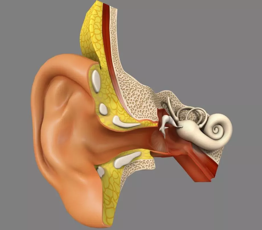 Hearing Organ - Structure, Functions, Diseases, Treatment Methods