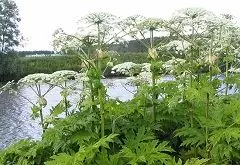 Hemlock-kruid - Toepassing, Eigenschappen, Beoordelingen