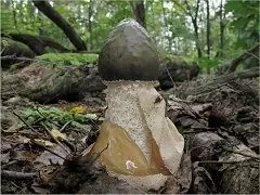 Veselka Mushroom - Useful Properties, Use Of Tincture