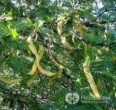 Stort tre Gleditsia vulgaris