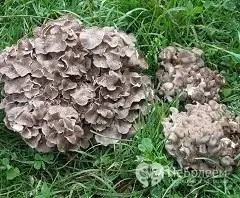 Champignon griffon frisé